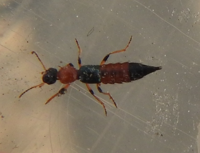 Paederus