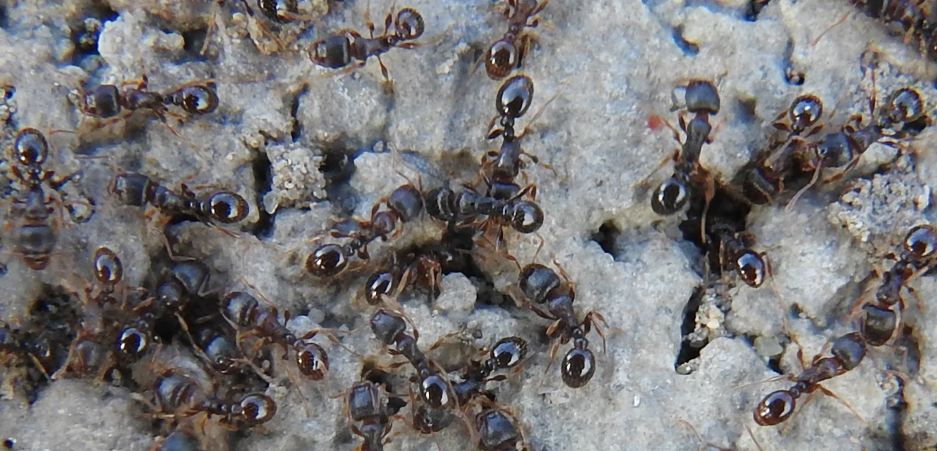 Tetramorium