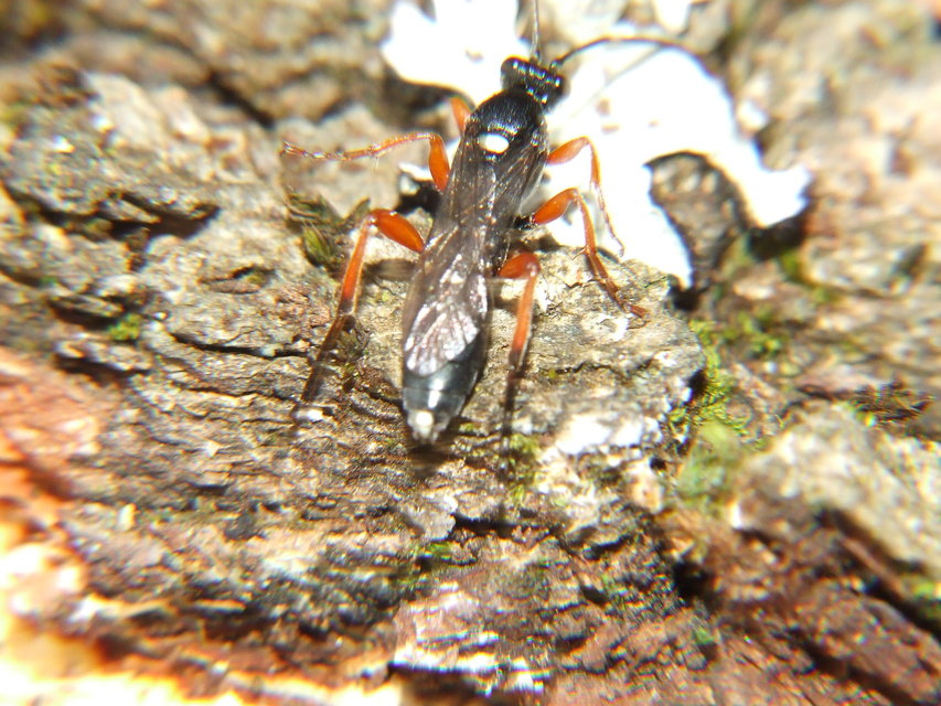 Ichneumoninae