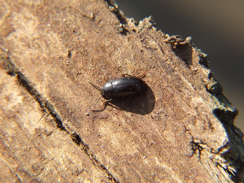 Nalassus dermestoides - rövidszárnyú gyászbogár