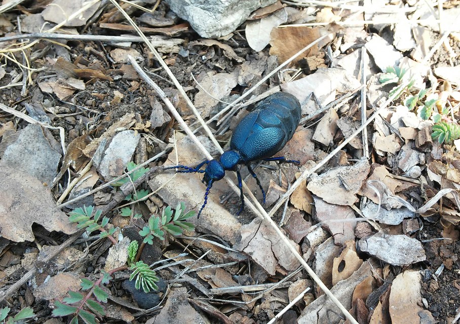 Meloe proscarabaeus - közönséges nünüke