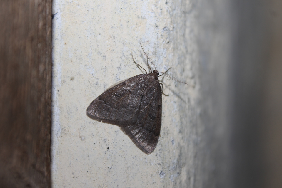 Theria rupicapraria - tavaszi kökényaraszoló