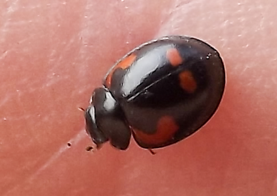 Exochomus quadripustulatus - négyfoltos szerecsenkata
