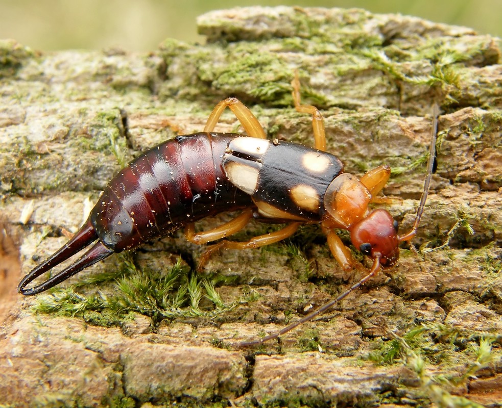 Forficula smyrnensis - szmirnai fülbemászó