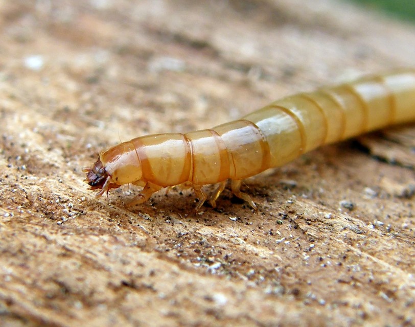 Tenebrionidae - gyászbogárfélék