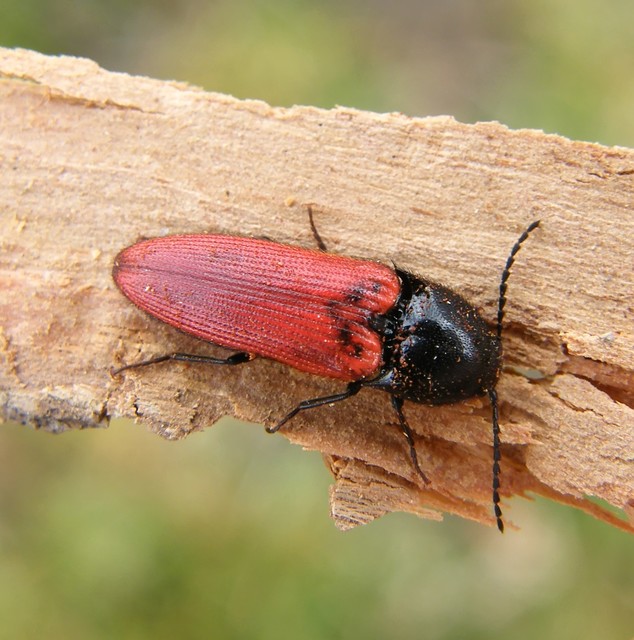 Ampedus