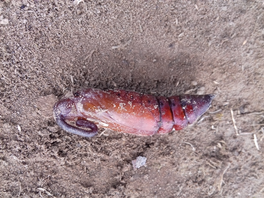 Agrius convolvuli - szulákszender
