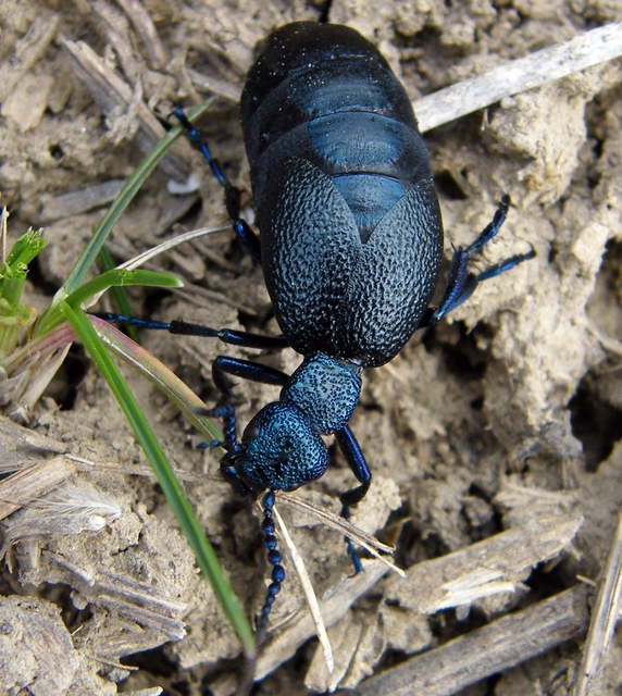 Meloe proscarabaeus - közönséges nünüke