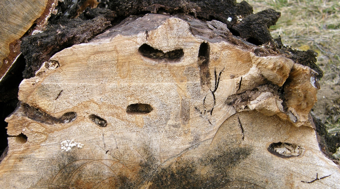 Cossus cossus - fűzfarontólepke