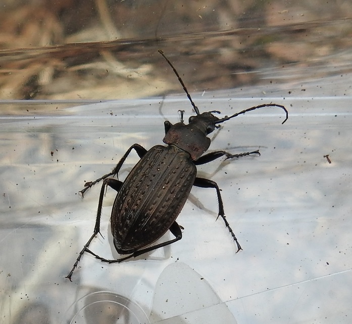 Carabus granulatus - mezei futrinka