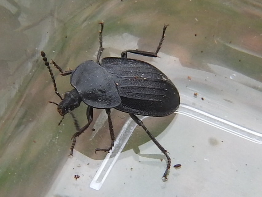 Phosphuga atrata - bordás csigarabló
