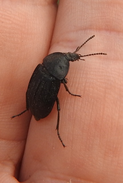 Phosphuga atrata - bordás csigarabló