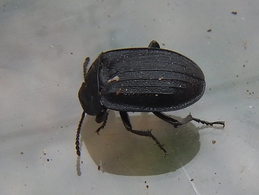 Phosphuga atrata - bordás csigarabló