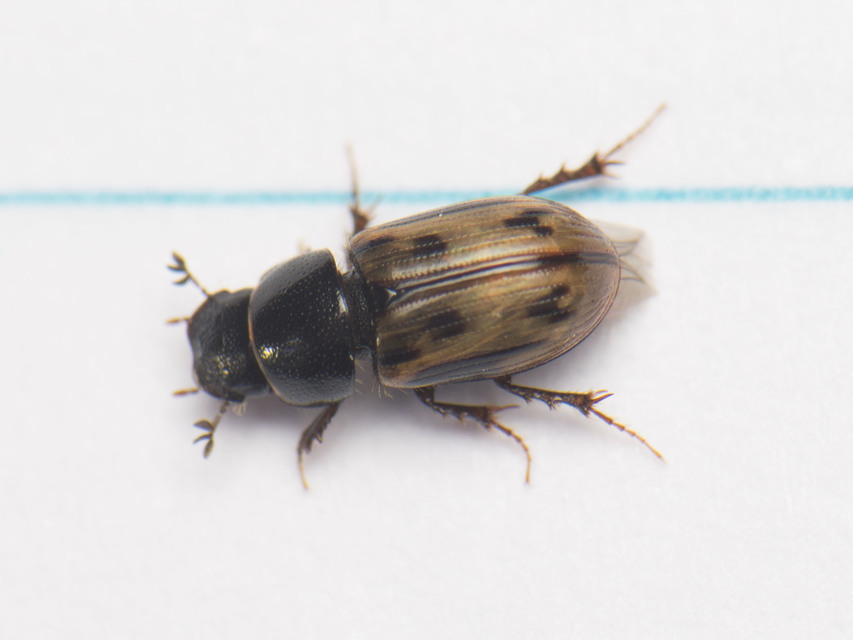 Aphodius distinctus - rajzos trágyabogár