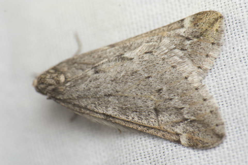 Alsophila aescularia - vadgesztenye-araszoló