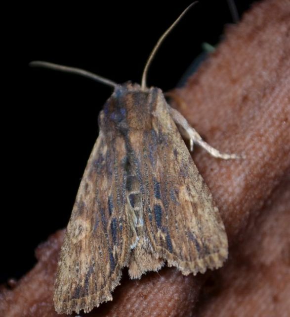 Lithophane semibrunnea - keskenyszárnyú fabagoly
