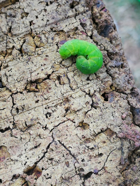 Phlogophora meticulosa - vándorló csipkésbagoly