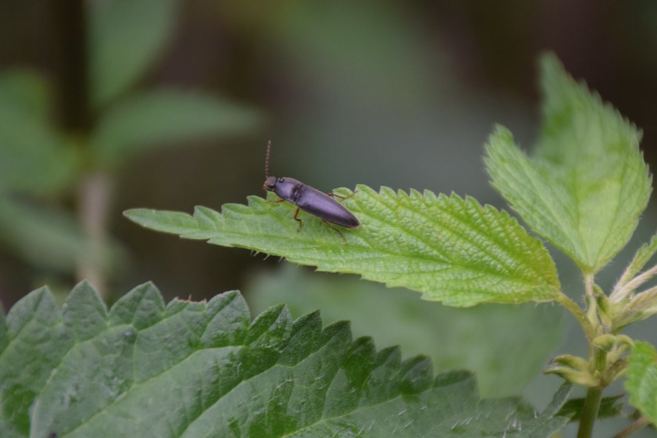 Melanotus