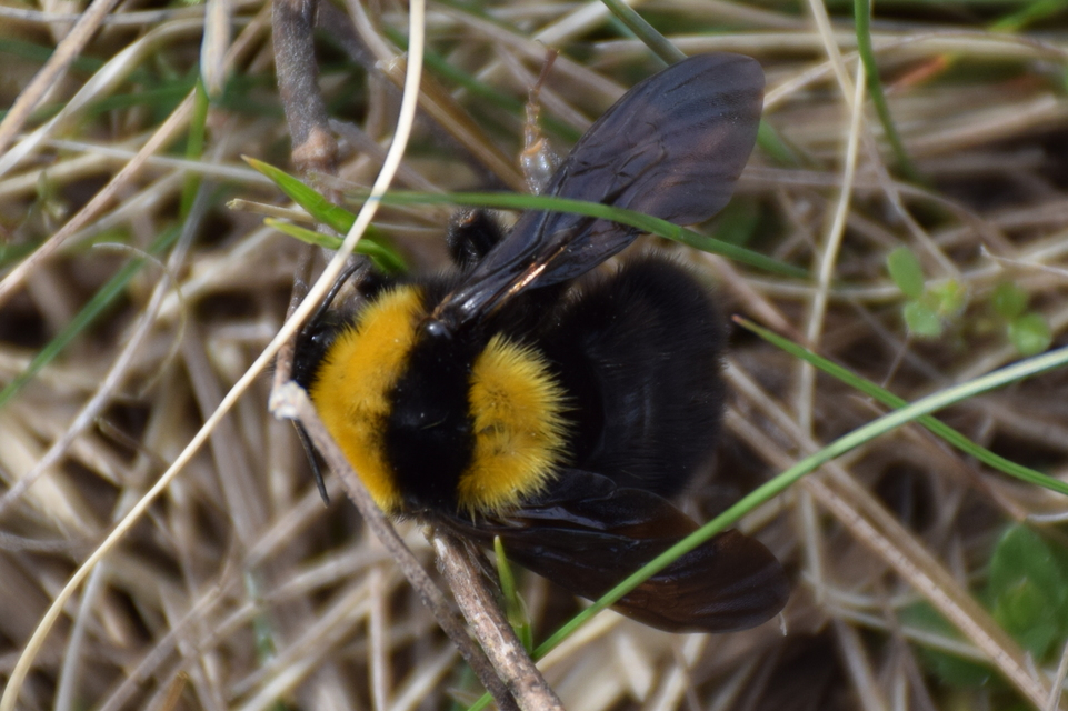 Bombus argillaceus - délvidéki poszméh