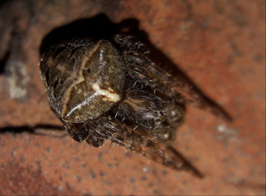 Gibbaranea omoeda