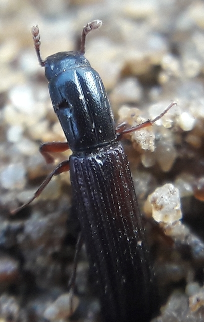 Colydium elongatum - ösztövér héjbogár