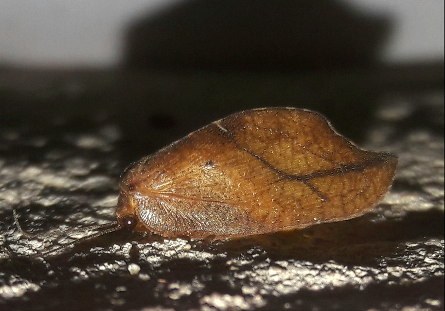 Drepanepteryx phalaenoides