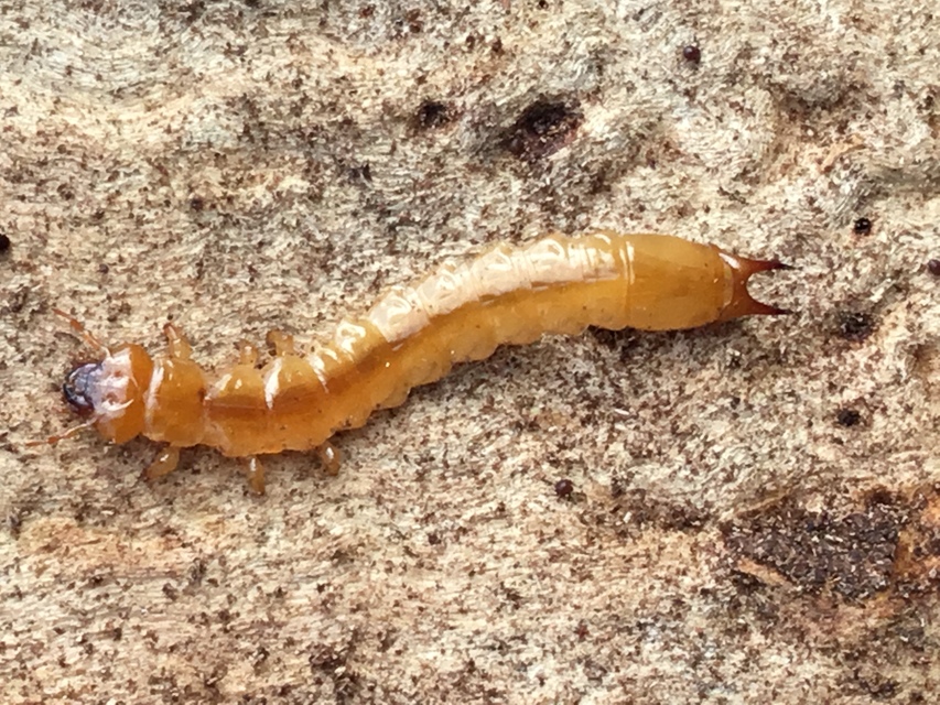 Pyrochroa coccinea - nagy bíborbogár