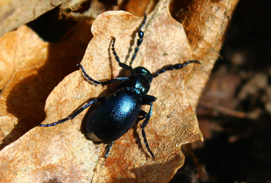 Meloe violaceus - kék nünüke