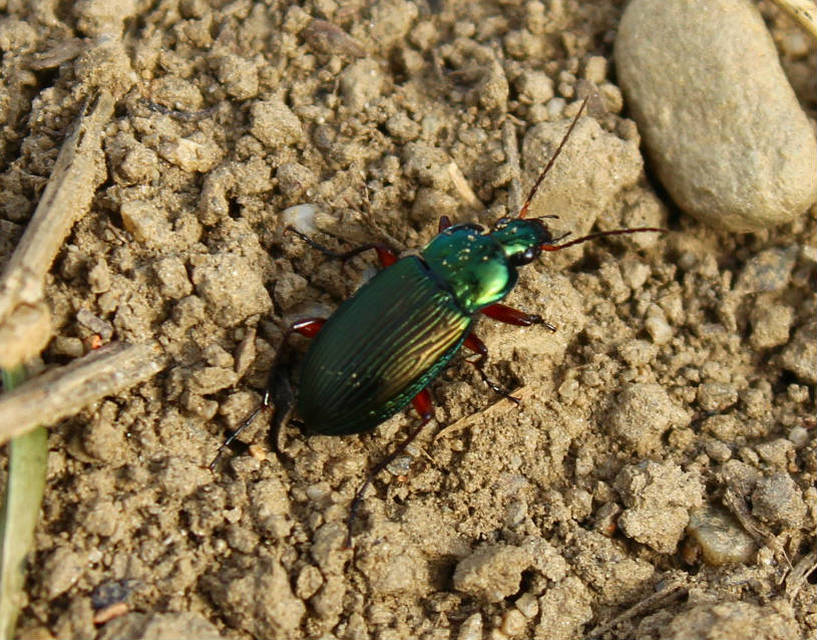 Poecilus cupreus - rezes gyászfutó