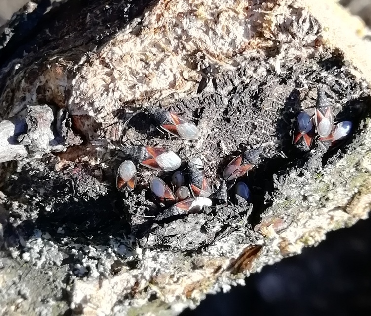 Oxycarenus lavaterae - hársbodobács