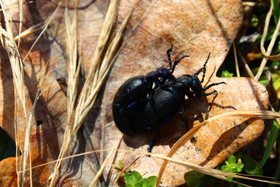 Meloe proscarabaeus - közönséges nünüke