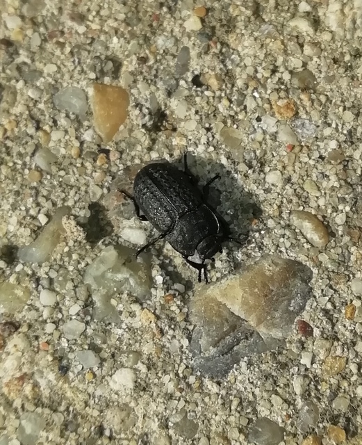 Opatrum sabulosum - sároshátú gyászbogár