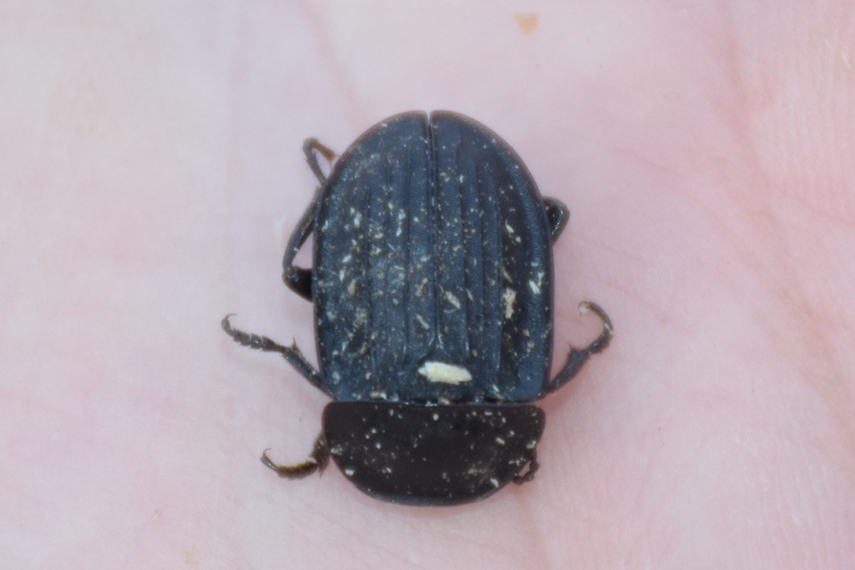 Silpha carinata - karimás dögbogár