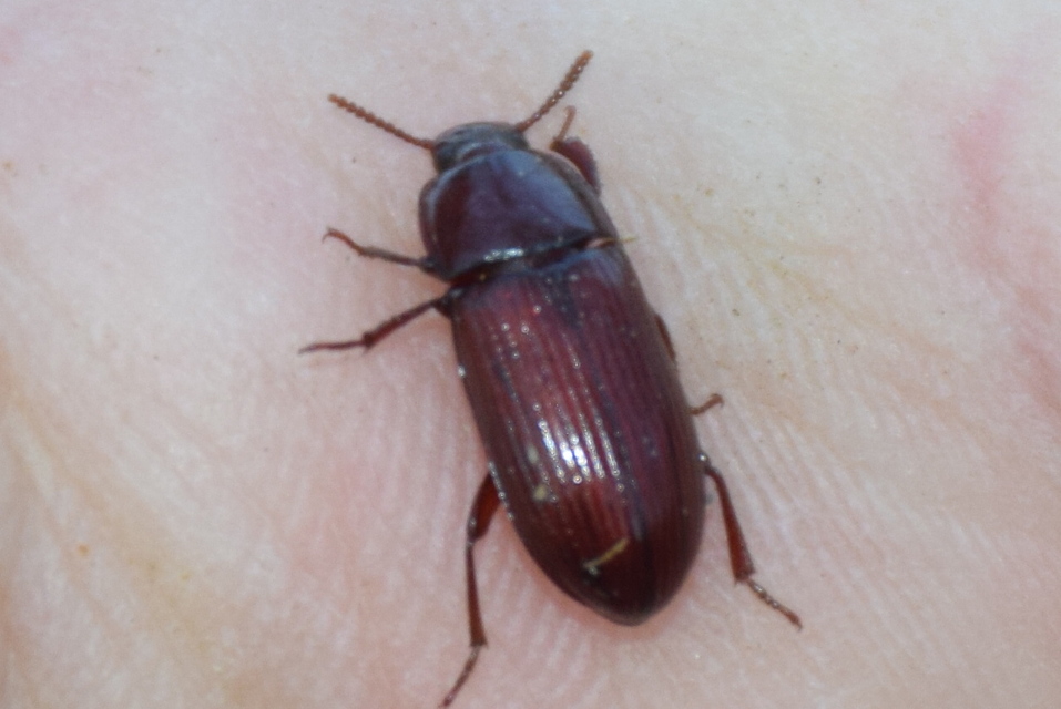 Uloma culinaris - nagy rágványbogár
