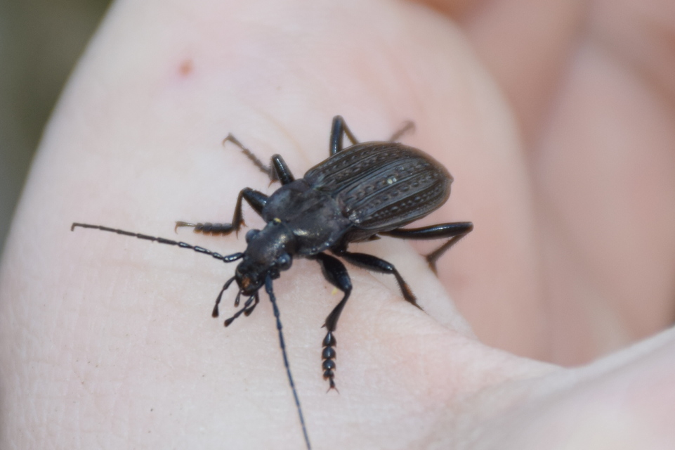 Carabus granulatus - mezei futrinka
