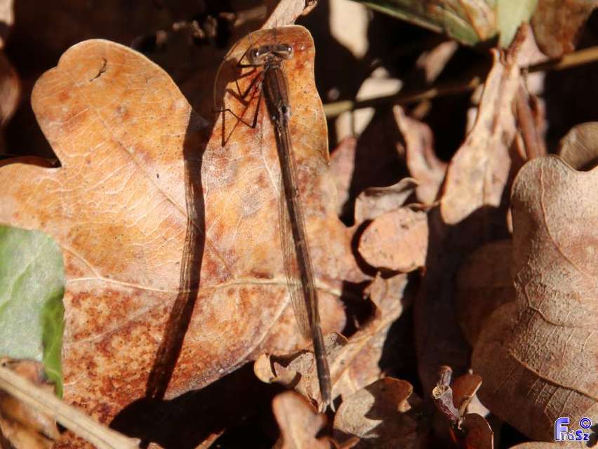 Sympecma fusca - téli rablószitakötő