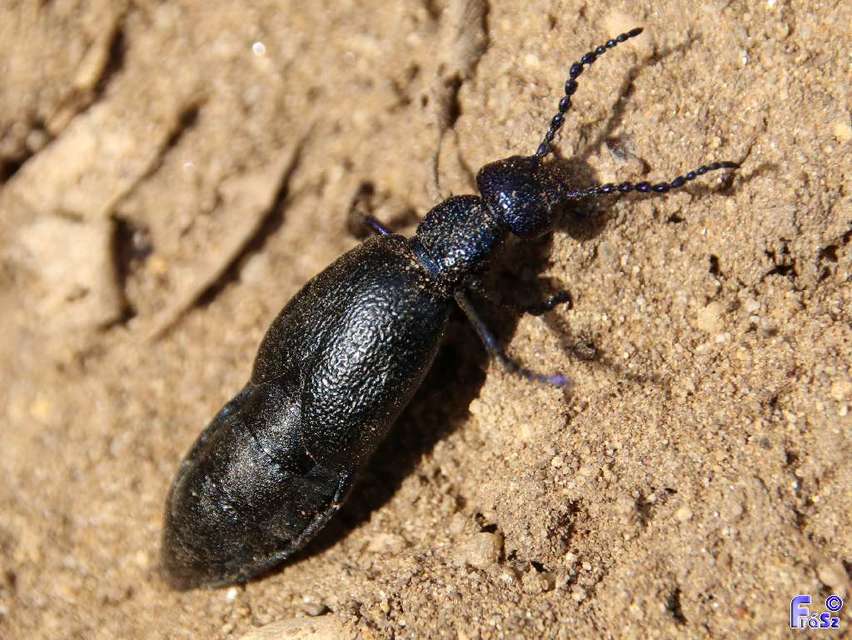 Meloe proscarabaeus - közönséges nünüke