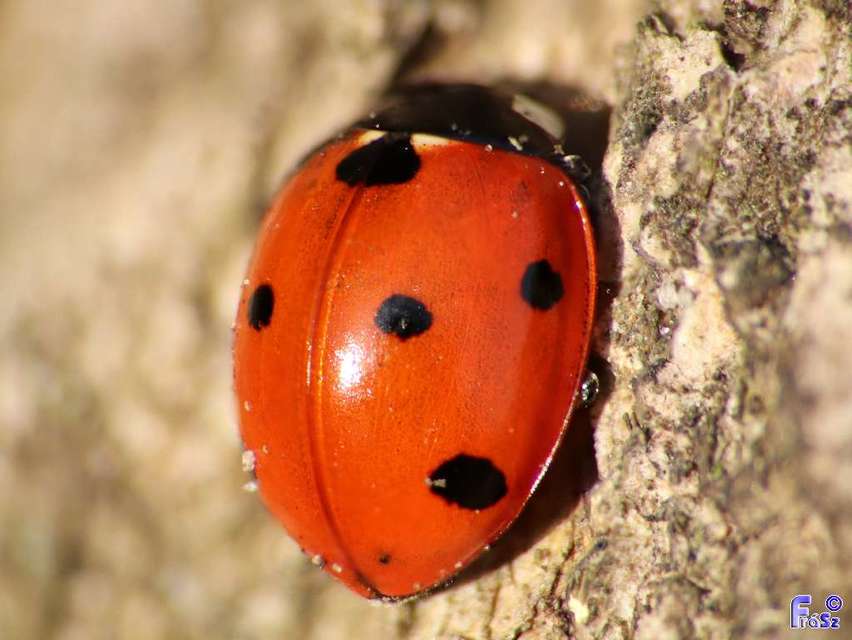 Coccinella septempunctata - hétpettyes katica