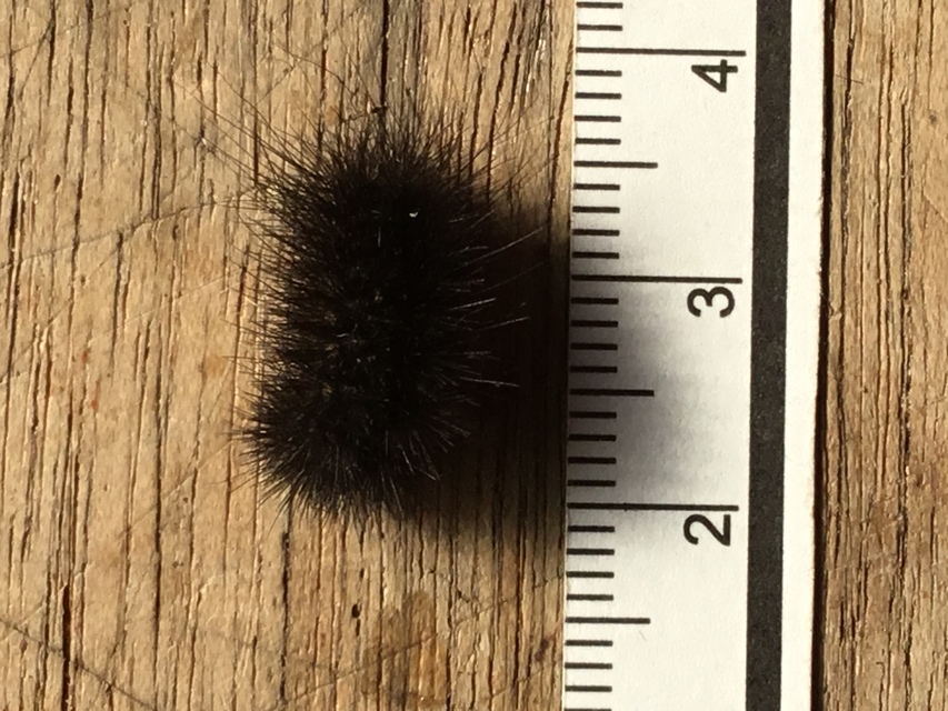 Arctia villica - fekete medvelepke