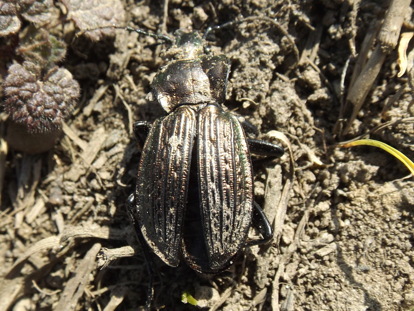 Carabus ulrichii - rezes futrinka