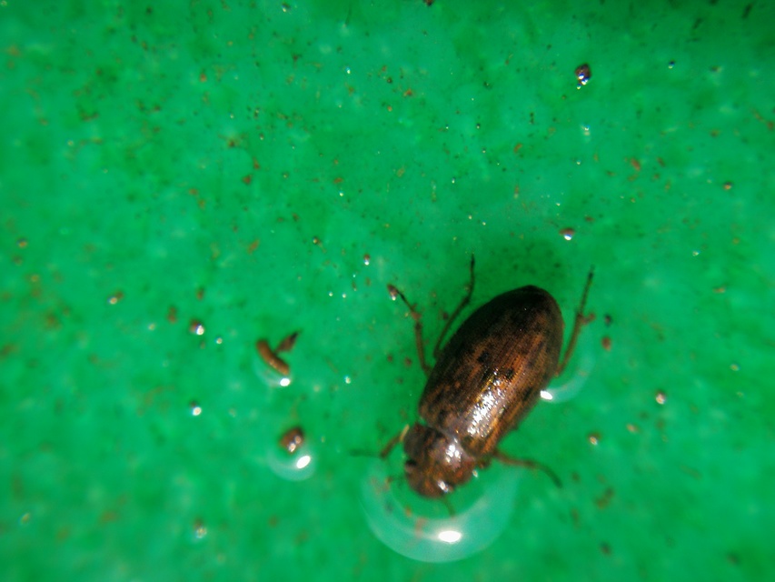 Helophorus