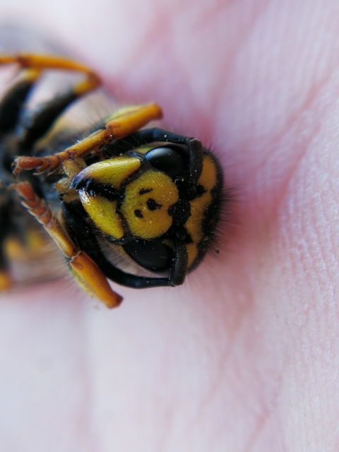 Vespula germanica - német darázs
