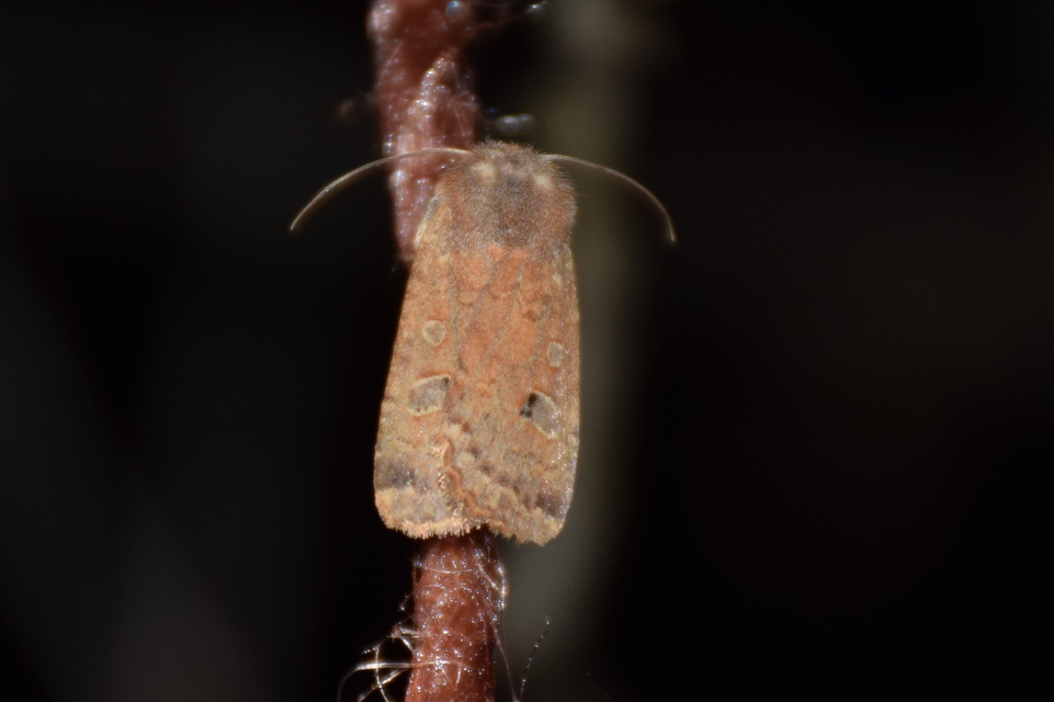 Conistra erythrocephala - vörösfejű őszibagoly