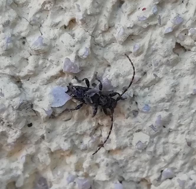 Pogonocherus hispidus - kéttövises ecsetcincér