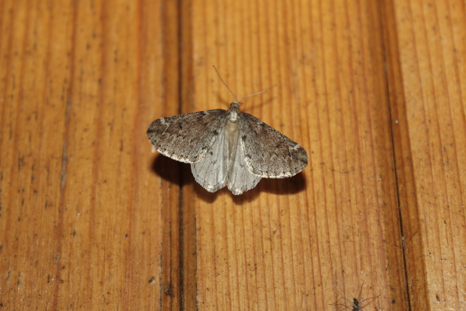 Alsophila aescularia - vadgesztenye-araszoló