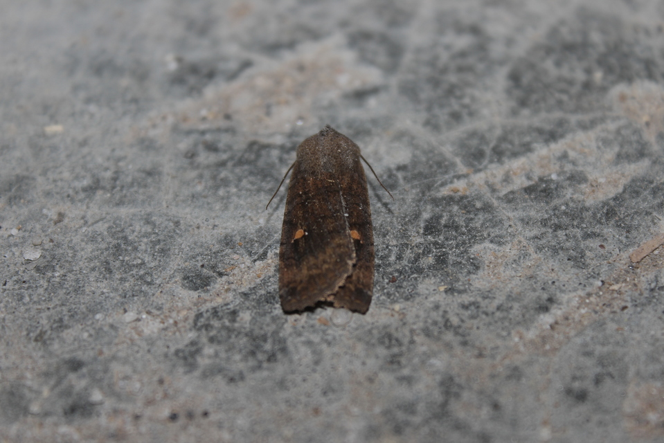 Eupsilia transversa - holdacskás télibagoly