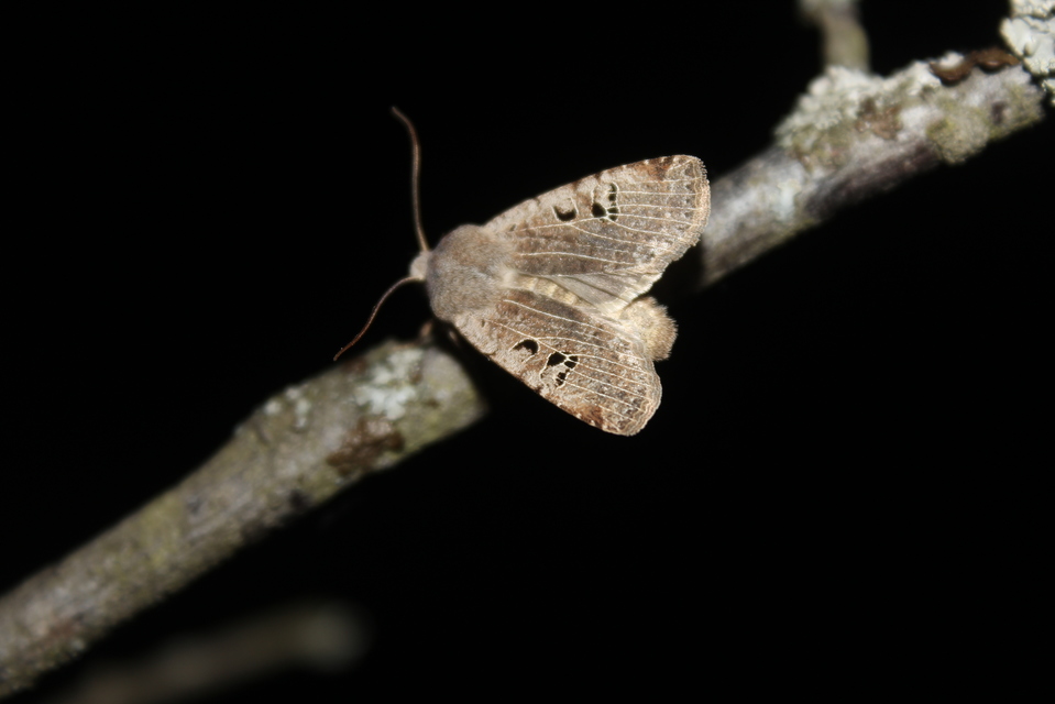 Conistra rubiginosa - szürke télibagoly