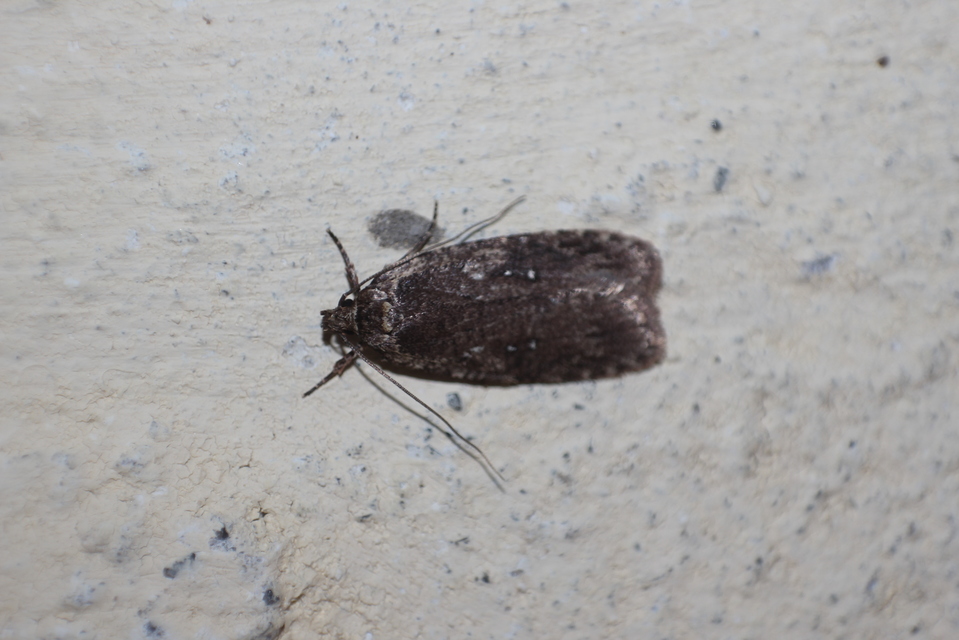 Agonopterix ciliella/heracliana
