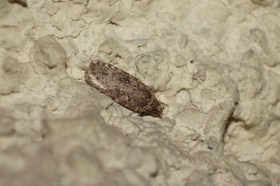 Agonopterix