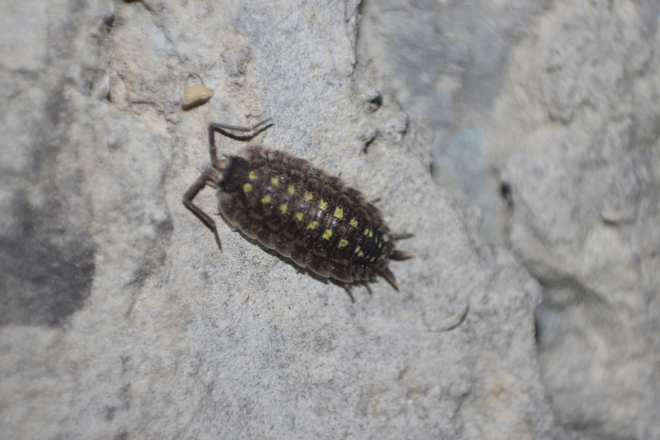 Porcellio spinicornis Porcellio spinicornis